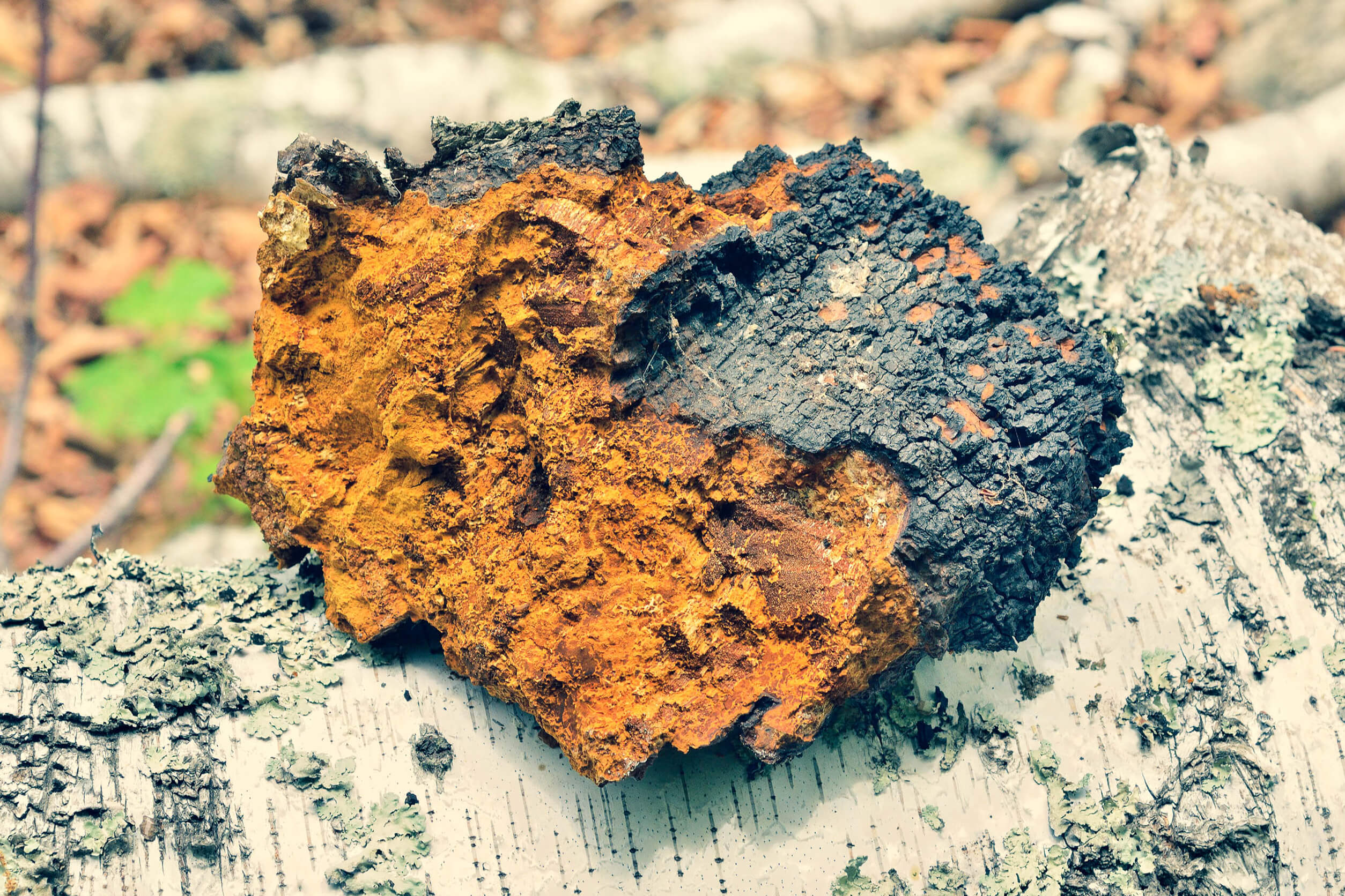 чага, как перерабатывать и хранить