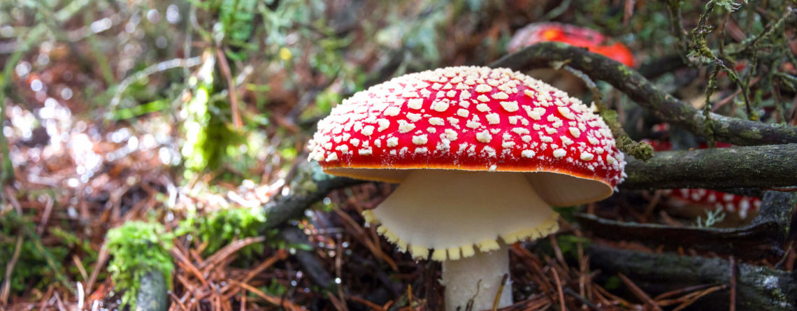 Мухомор. Лечение подагры грибами