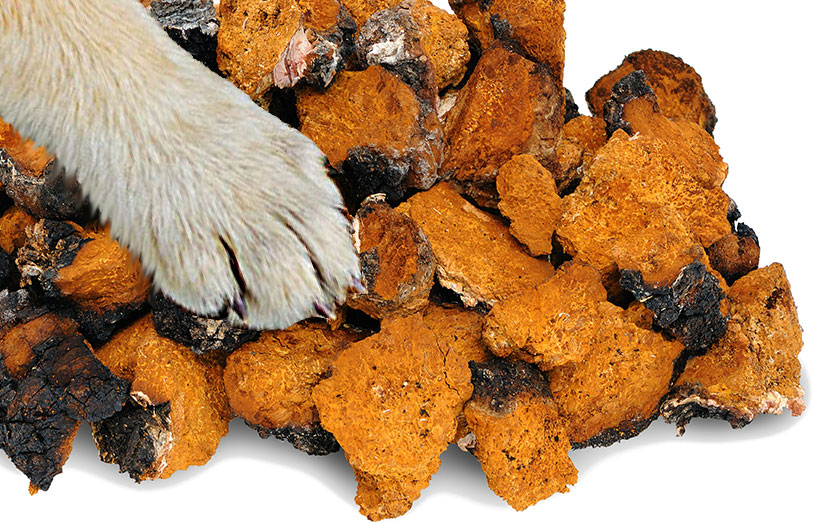 Чага в ветеринарии