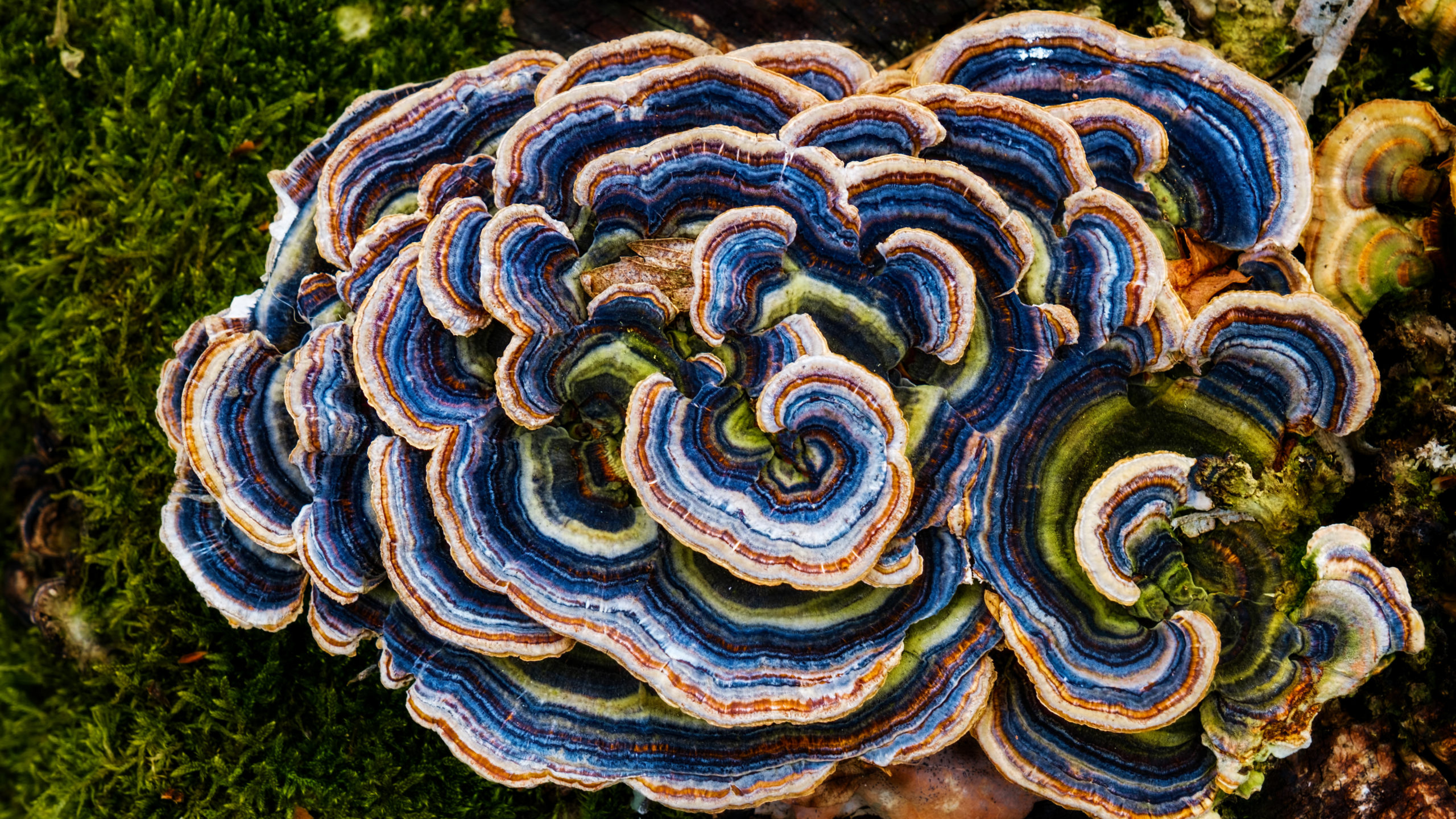 траметес часть 2 1