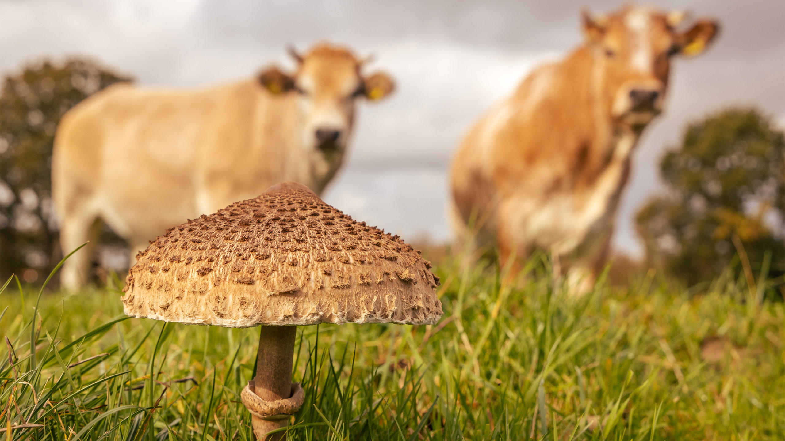 животноводство 1