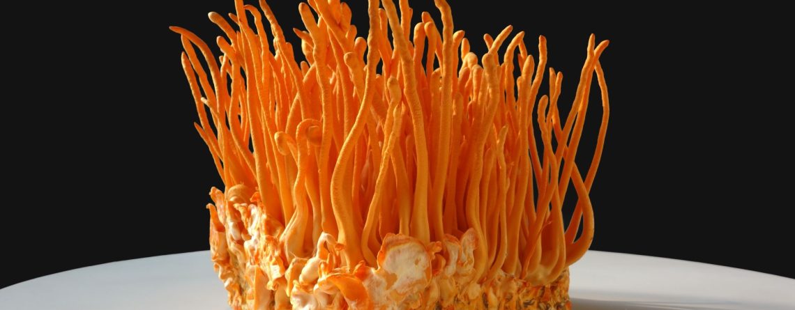 Кордицепс – гриб с уникальными свойствами для здоровья и энергии